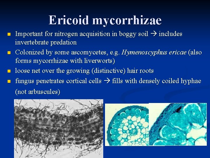 Ericoid mycorrhizae n n Important for nitrogen acquisition in boggy soil includes invertebrate predation Ericoid mycorrhizae n n Important for nitrogen acquisition in boggy soil includes invertebrate predation