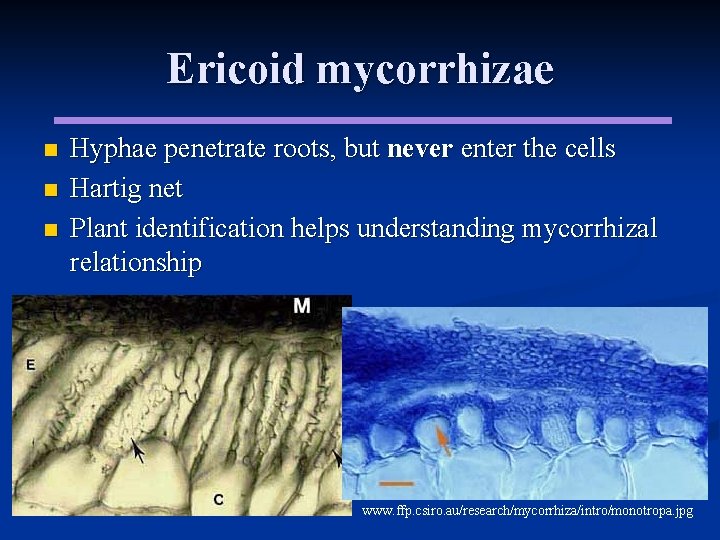 Ericoid mycorrhizae n n n Hyphae penetrate roots, but never enter the cells Hartig Ericoid mycorrhizae n n n Hyphae penetrate roots, but never enter the cells Hartig