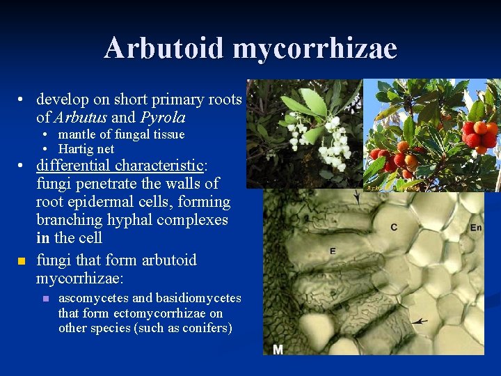 Arbutoid mycorrhizae • develop on short primary roots of Arbutus and Pyrola • mantle Arbutoid mycorrhizae • develop on short primary roots of Arbutus and Pyrola • mantle