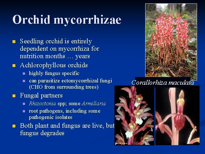 Orchid mycorrhizae n n Seedling orchid is entirely dependent on mycorrhiza for nutrition months Orchid mycorrhizae n n Seedling orchid is entirely dependent on mycorrhiza for nutrition months