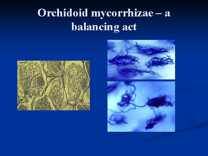 Orchidoid mycorrhizae – a balancing act Orchidoid mycorrhizae – a balancing act