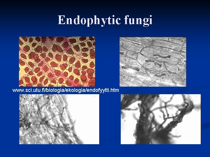 Endophytic fungi www. sci. utu. fi/biologia/ekologia/endofyytti. htm Endophytic fungi www. sci. utu. fi/biologia/ekologia/endofyytti. htm