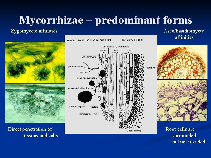 Mycorrhizae – predominant forms Zygomycete affinities Asco/basidiomycte affinities Direct penetration of tissues and cells Mycorrhizae – predominant forms Zygomycete affinities Asco/basidiomycte affinities Direct penetration of tissues and cells