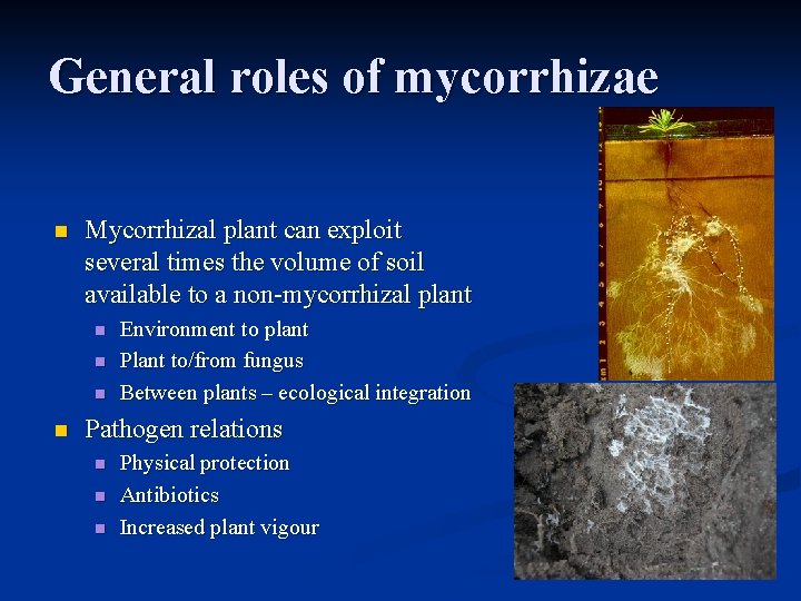General roles of mycorrhizae n Mycorrhizal plant can exploit several times the volume of General roles of mycorrhizae n Mycorrhizal plant can exploit several times the volume of