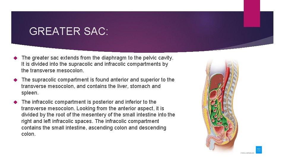 GREATER SAC: The greater sac extends from the diaphragm to the pelvic cavity. It