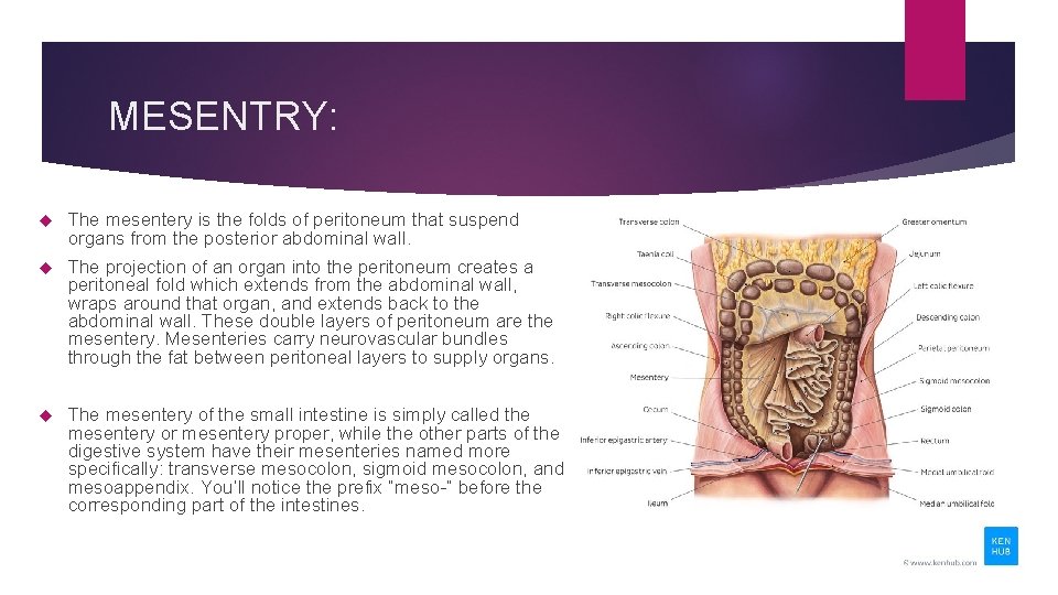 MESENTRY: The mesentery is the folds of peritoneum that suspend organs from the posterior