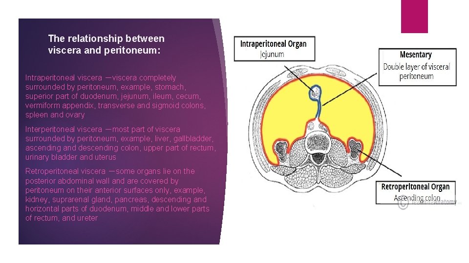 The relationship between viscera and peritoneum: Intraperitoneal viscera －viscera completely surrounded by peritoneum, example,