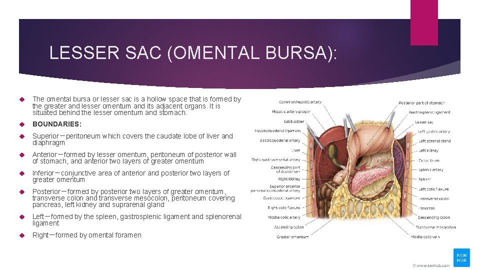 LESSER SAC (OMENTAL BURSA): The omental bursa or lesser sac is a hollow space
