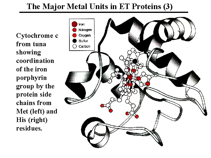 The Major Metal Units in ET Proteins (3) Cytochrome c from tuna showing coordination