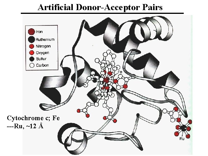 Artificial Donor-Acceptor Pairs Cytochrome c; Fe ---Ru, ~12 Å 