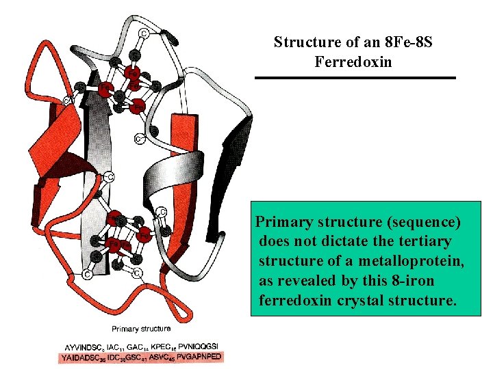 Structure of an 8 Fe-8 S Ferredoxin Primary structure (sequence) does not dictate the