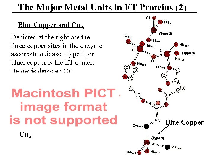 The Major Metal Units in ET Proteins (2) Blue Copper and Cu. A Depicted