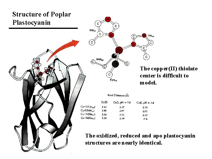 Structure of Poplar Plastocyanin The copper(II) thiolate center is difficult to model. The oxidized,