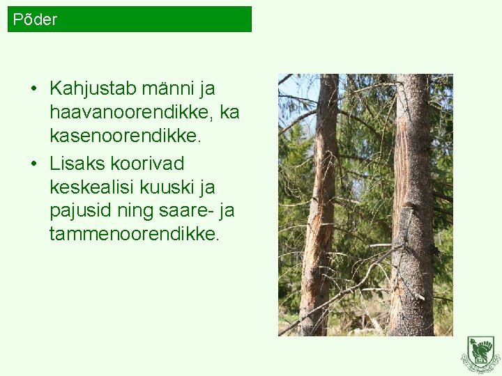 Põder • Kahjustab männi ja haavanoorendikke, ka kasenoorendikke. • Lisaks koorivad keskealisi kuuski ja Põder • Kahjustab männi ja haavanoorendikke, ka kasenoorendikke. • Lisaks koorivad keskealisi kuuski ja