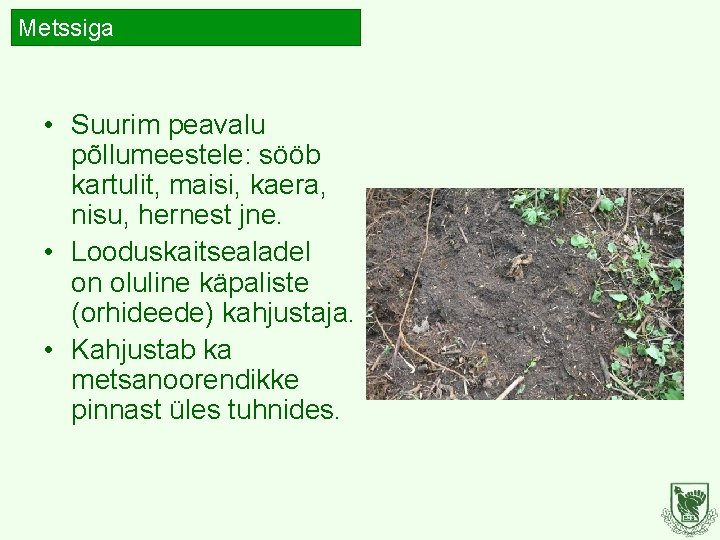 Metssiga • Suurim peavalu põllumeestele: sööb kartulit, maisi, kaera, nisu, hernest jne. • Looduskaitsealadel Metssiga • Suurim peavalu põllumeestele: sööb kartulit, maisi, kaera, nisu, hernest jne. • Looduskaitsealadel