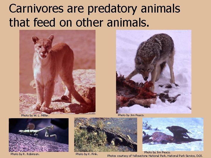 Carnivores are predatory animals that feed on other animals. Photo by Jim Peaco. Photo