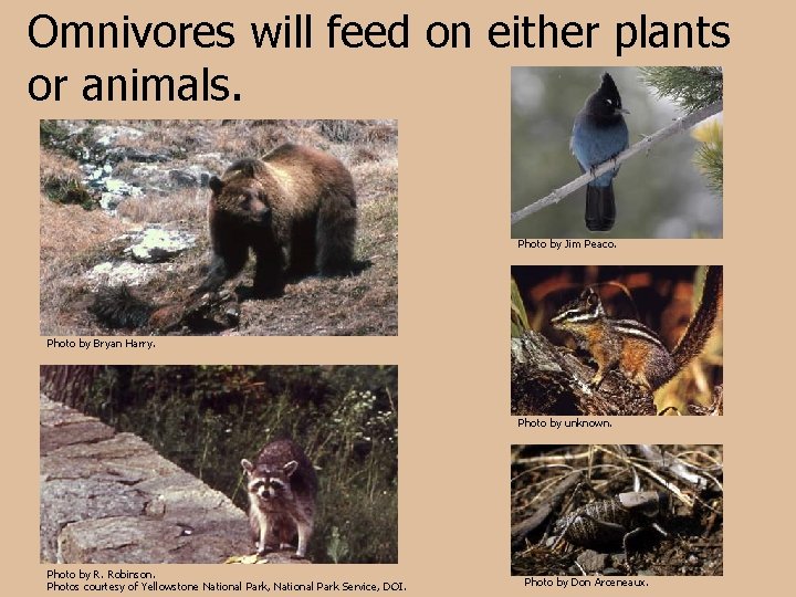 Omnivores will feed on either plants or animals. Photo by Jim Peaco. Photo by