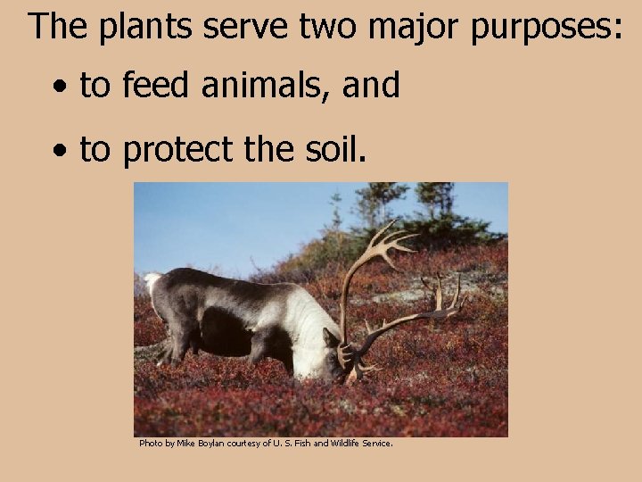 The plants serve two major purposes: • to feed animals, and • to protect