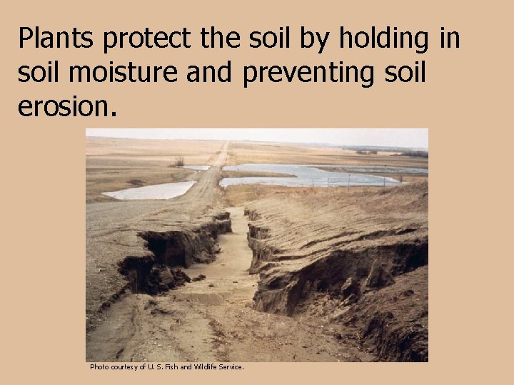 Plants protect the soil by holding in soil moisture and preventing soil erosion. Photo