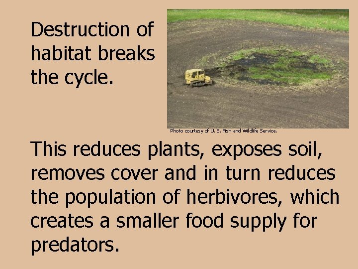 Destruction of habitat breaks the cycle. Photo courtesy of U. S. Fish and Wildlife
