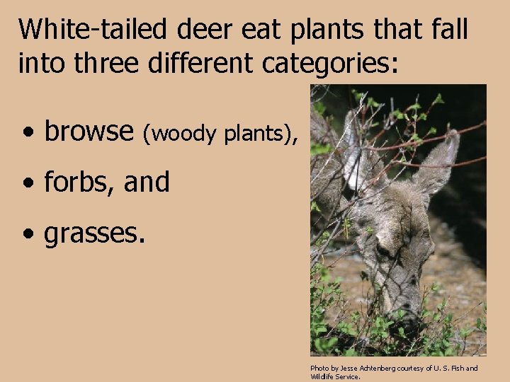 White-tailed deer eat plants that fall into three different categories: • browse (woody plants),