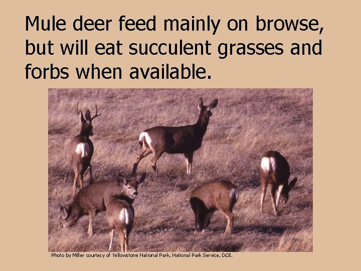 Mule deer feed mainly on browse, but will eat succulent grasses and forbs when