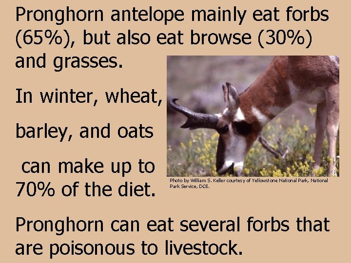 Pronghorn antelope mainly eat forbs (65%), but also eat browse (30%) and grasses. In
