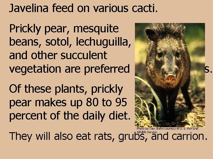 Javelina feed on various cacti. Prickly pear, mesquite beans, sotol, lechuguilla, and other succulent