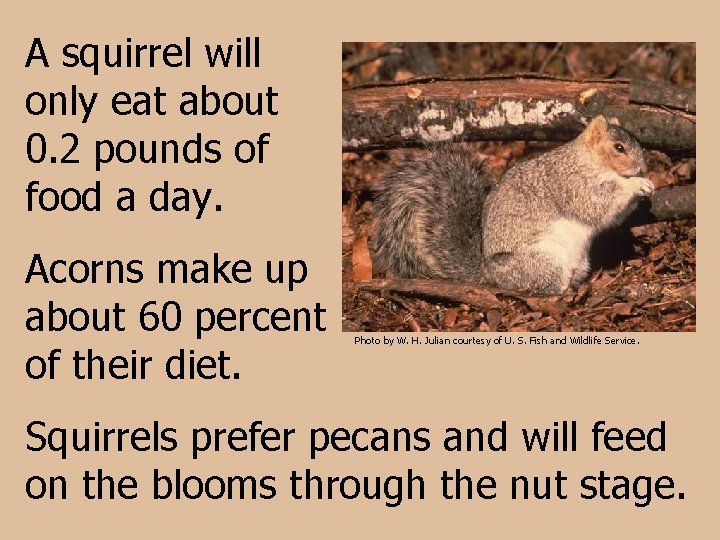 A squirrel will only eat about 0. 2 pounds of food a day. Acorns