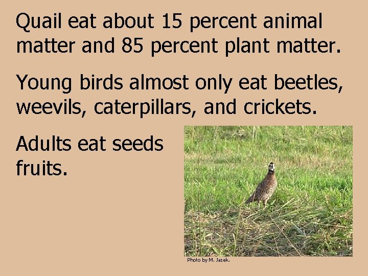 Quail eat about 15 percent animal matter and 85 percent plant matter. Young birds