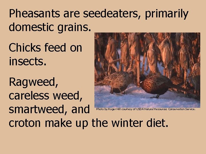 Pheasants are seedeaters, primarily domestic grains. Chicks feed on insects. Ragweed, careless weed, smartweed,