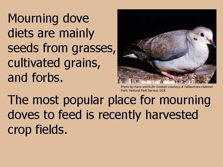 Mourning dove diets are mainly seeds from grasses, cultivated grains, and forbs. Photo by