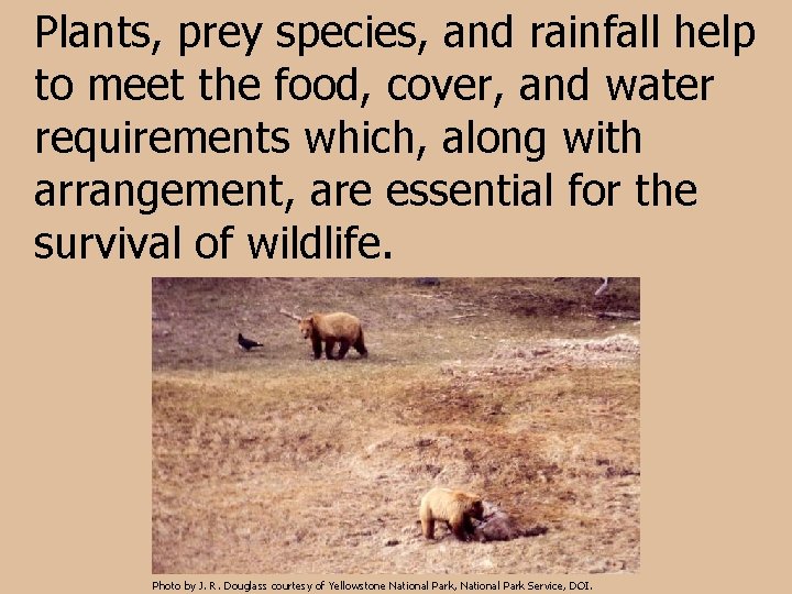 Plants, prey species, and rainfall help to meet the food, cover, and water requirements