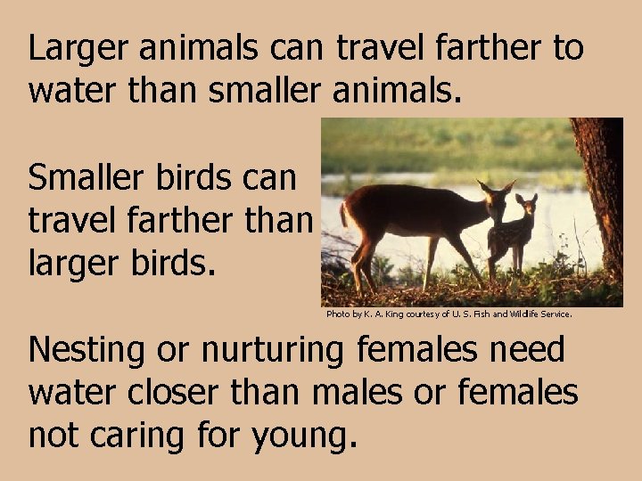 Larger animals can travel farther to water than smaller animals. Smaller birds can travel