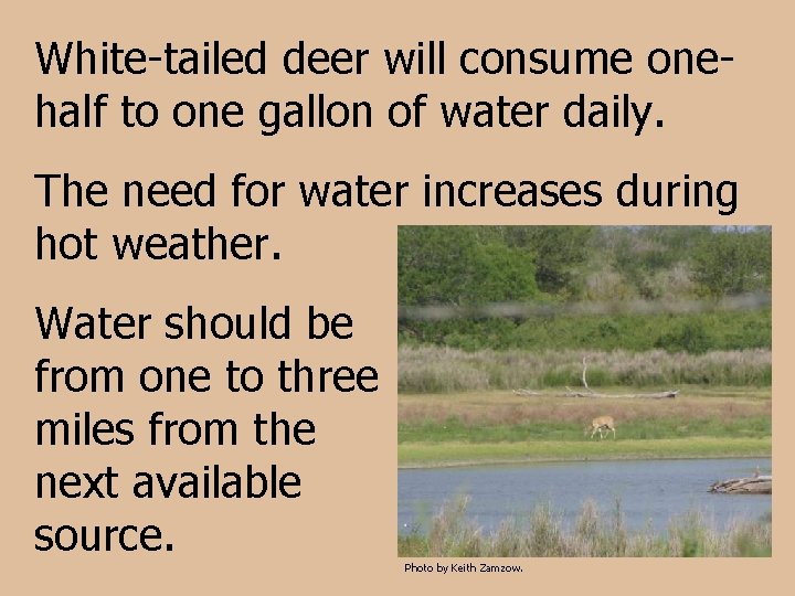 White-tailed deer will consume onehalf to one gallon of water daily. The need for