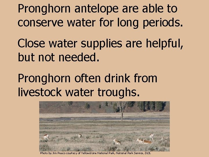 Pronghorn antelope are able to conserve water for long periods. Close water supplies are