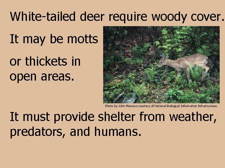 White-tailed deer require woody cover. It may be motts or thickets in open areas.