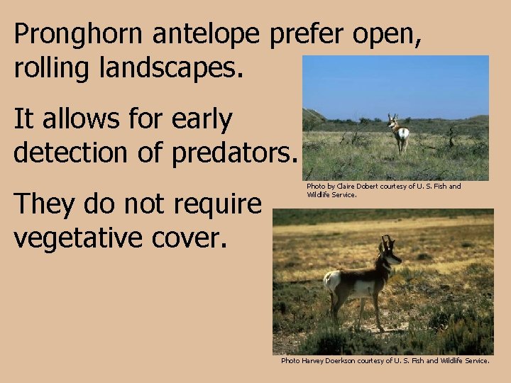 Pronghorn antelope prefer open, rolling landscapes. It allows for early detection of predators. They