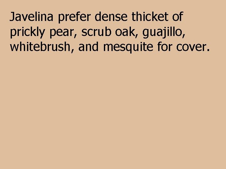 Javelina prefer dense thicket of prickly pear, scrub oak, guajillo, whitebrush, and mesquite for