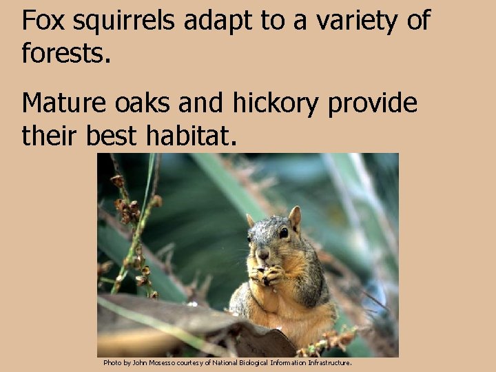 Fox squirrels adapt to a variety of forests. Mature oaks and hickory provide their