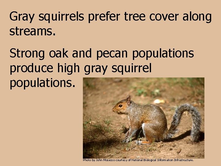 Gray squirrels prefer tree cover along streams. Strong oak and pecan populations produce high