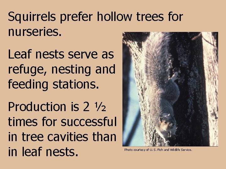 Squirrels prefer hollow trees for nurseries. Leaf nests serve as refuge, nesting and feeding