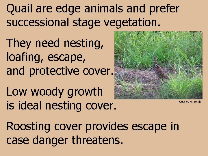 Quail are edge animals and prefer successional stage vegetation. They need nesting, loafing, escape,