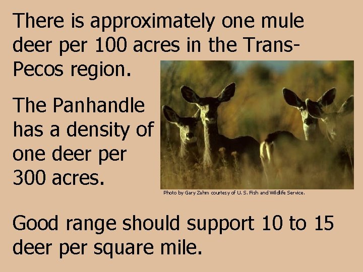 There is approximately one mule deer per 100 acres in the Trans. Pecos region.