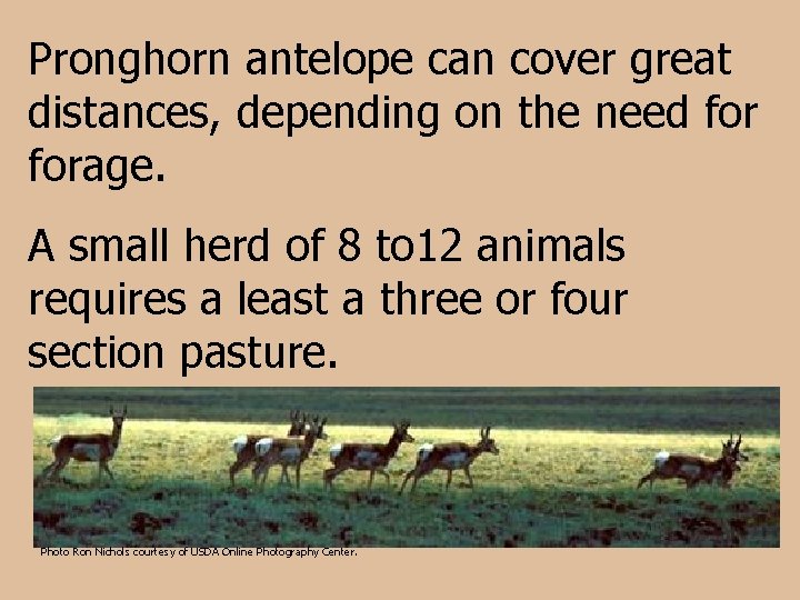 Pronghorn antelope can cover great distances, depending on the need forage. A small herd