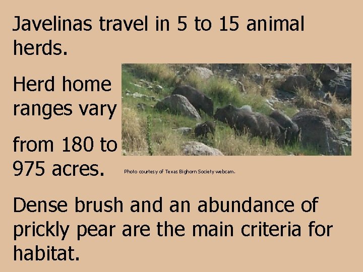 Javelinas travel in 5 to 15 animal herds. Herd home ranges vary from 180