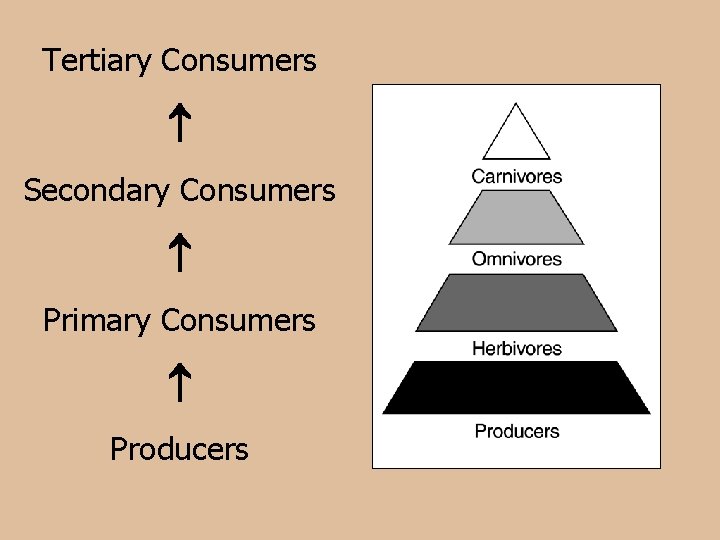 Tertiary Consumers Secondary Consumers Primary Consumers Producers 