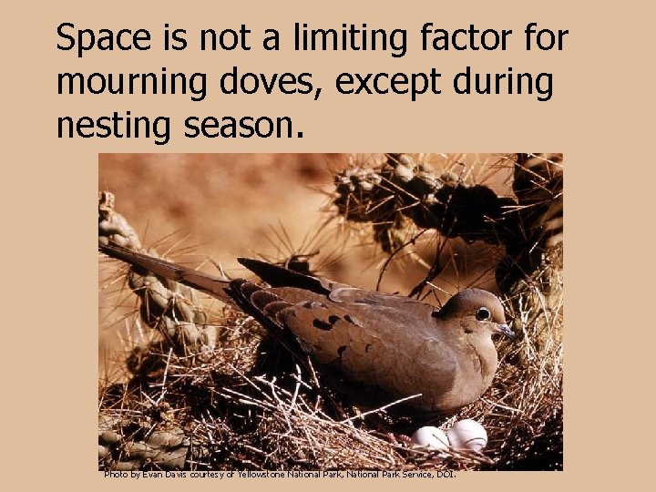 Space is not a limiting factor for mourning doves, except during nesting season. Photo