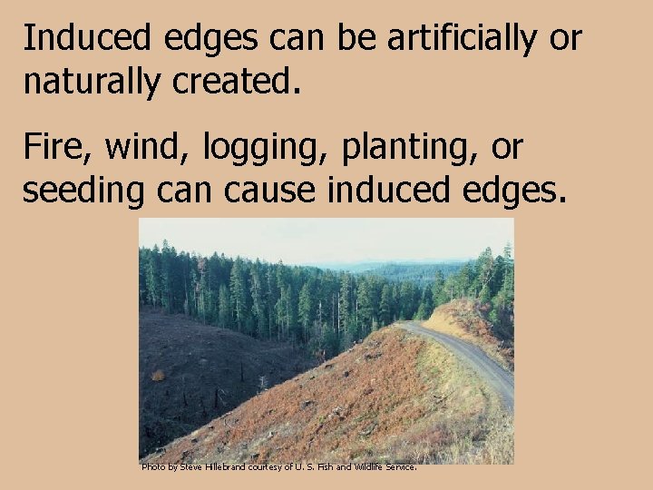 Induced edges can be artificially or naturally created. Fire, wind, logging, planting, or seeding