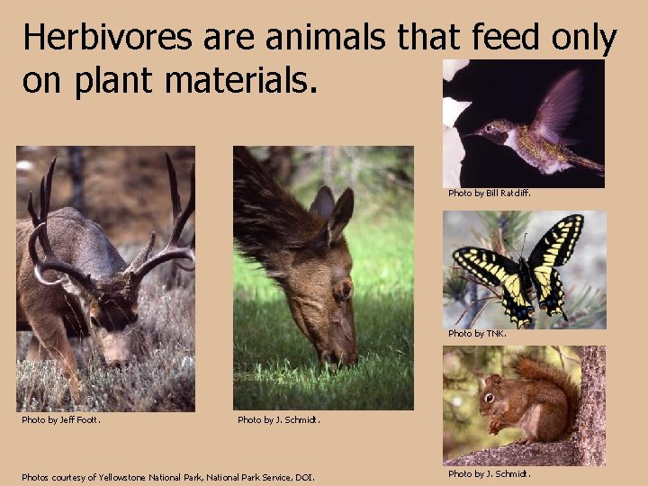 Herbivores are animals that feed only on plant materials. Photo by Bill Ratcliff. Photo